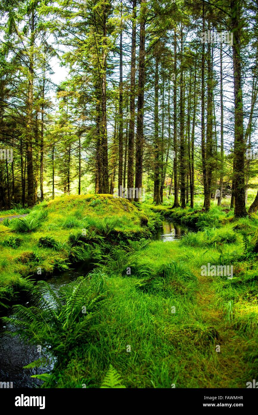 Small Creek Through Forest In Gougane Barra National Park In Ireland Stock Photo
