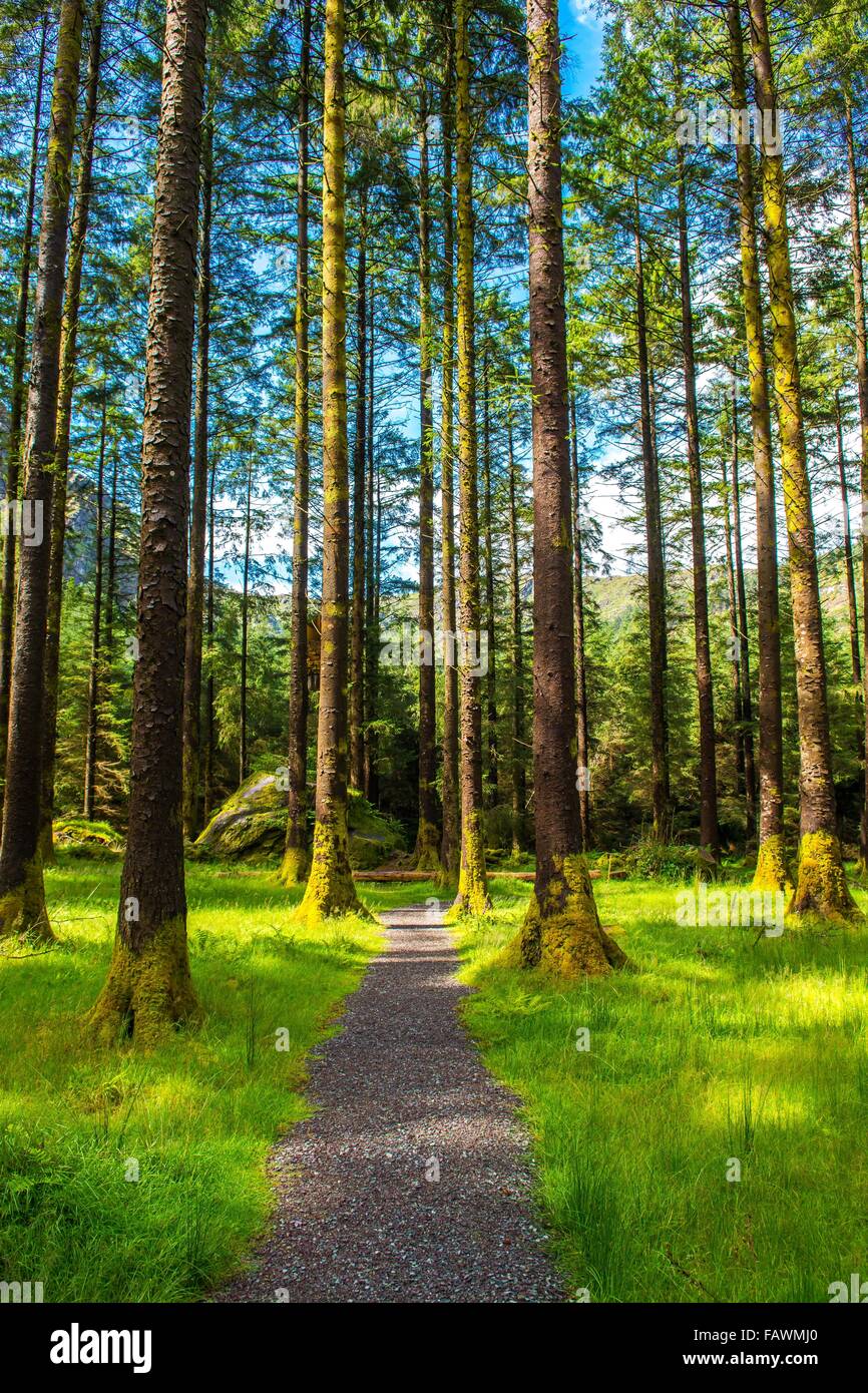 Narrow Path Through Forest in Gougane Barra National Park in Ireland Stock Photo