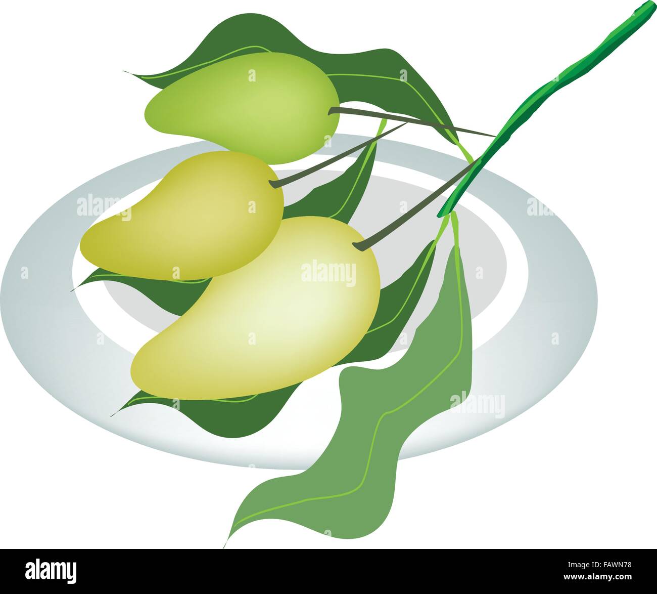 An Illustration of Fresh Ripe Mango and Unripe Mango With Green Leaves