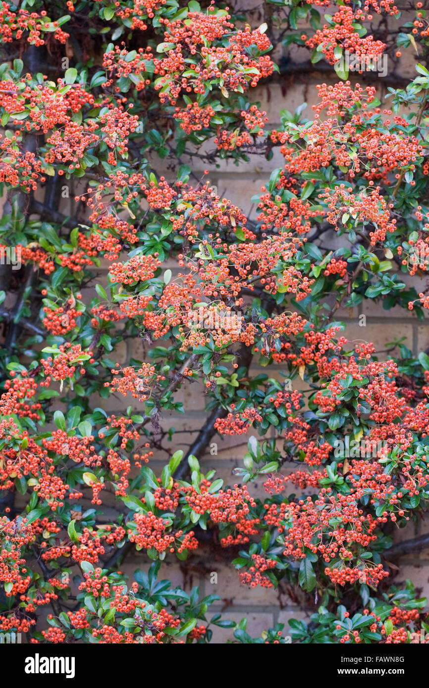 Pyracantha berries. Pyracantha trained against a brick wall. Stock Photo
