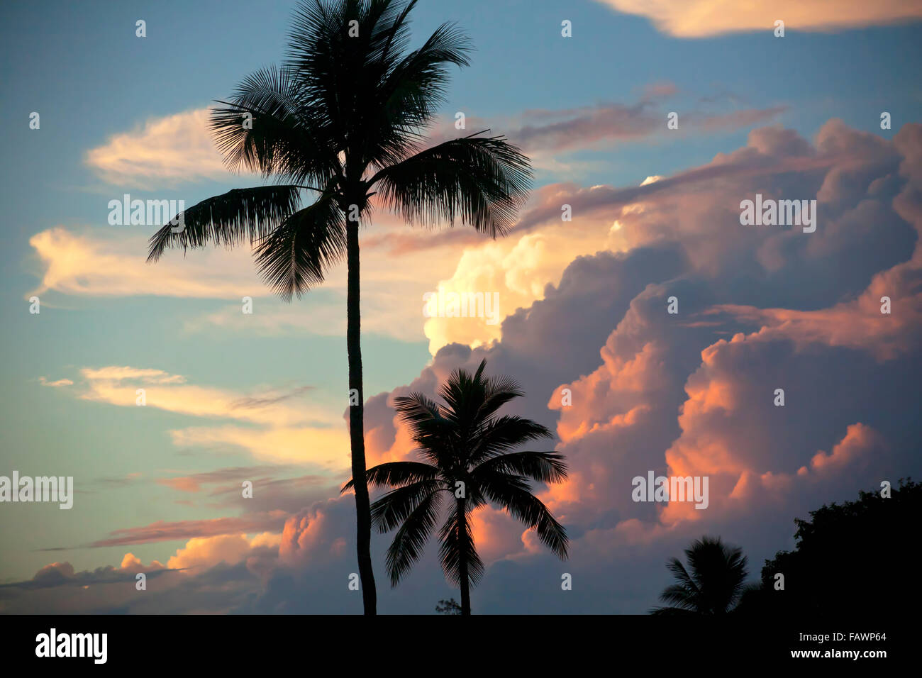 Sunset hawaii palm tree hi-res stock photography and images - Alamy