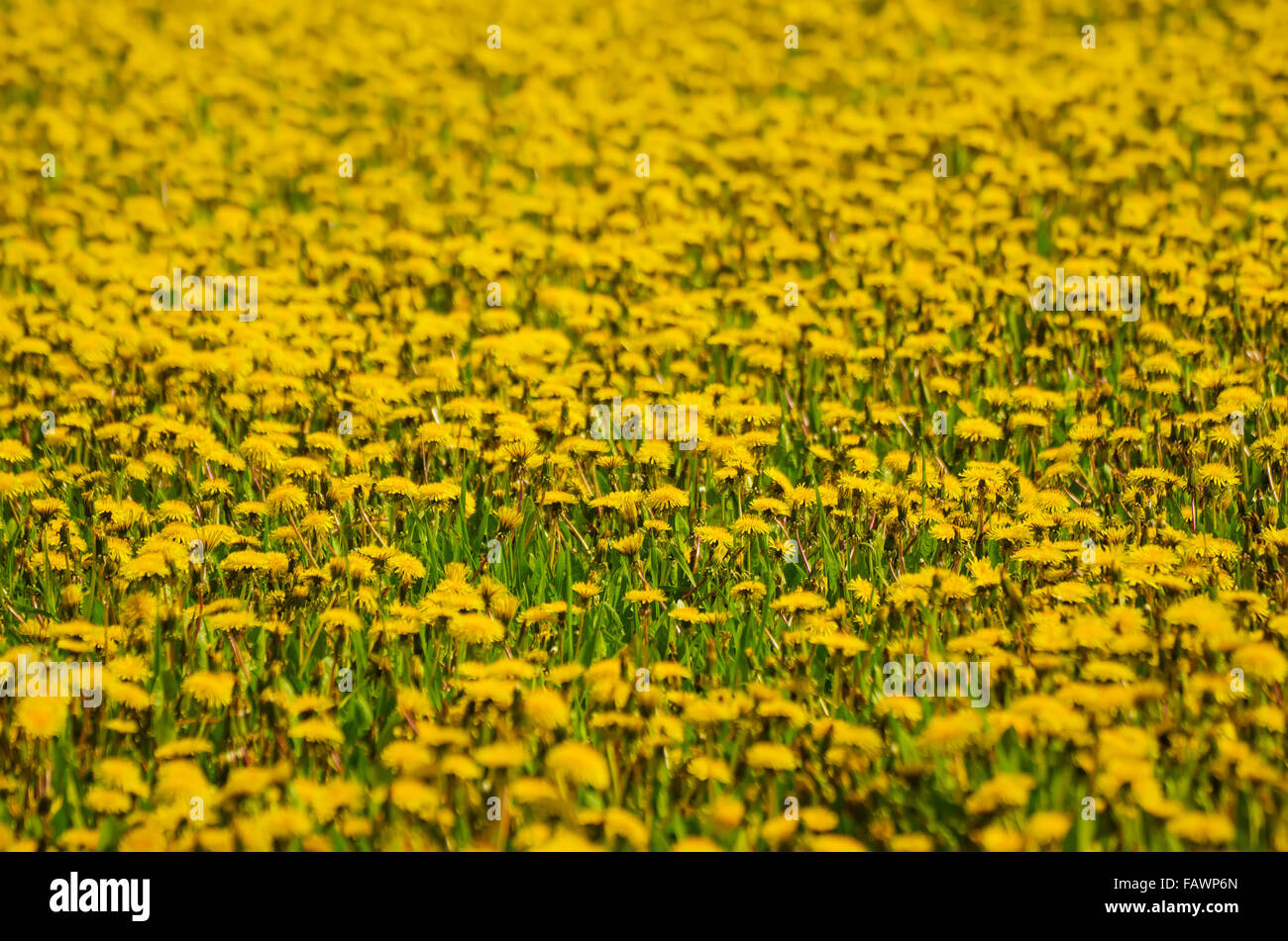 Dandelion flower meadow Stock Photo - Alamy