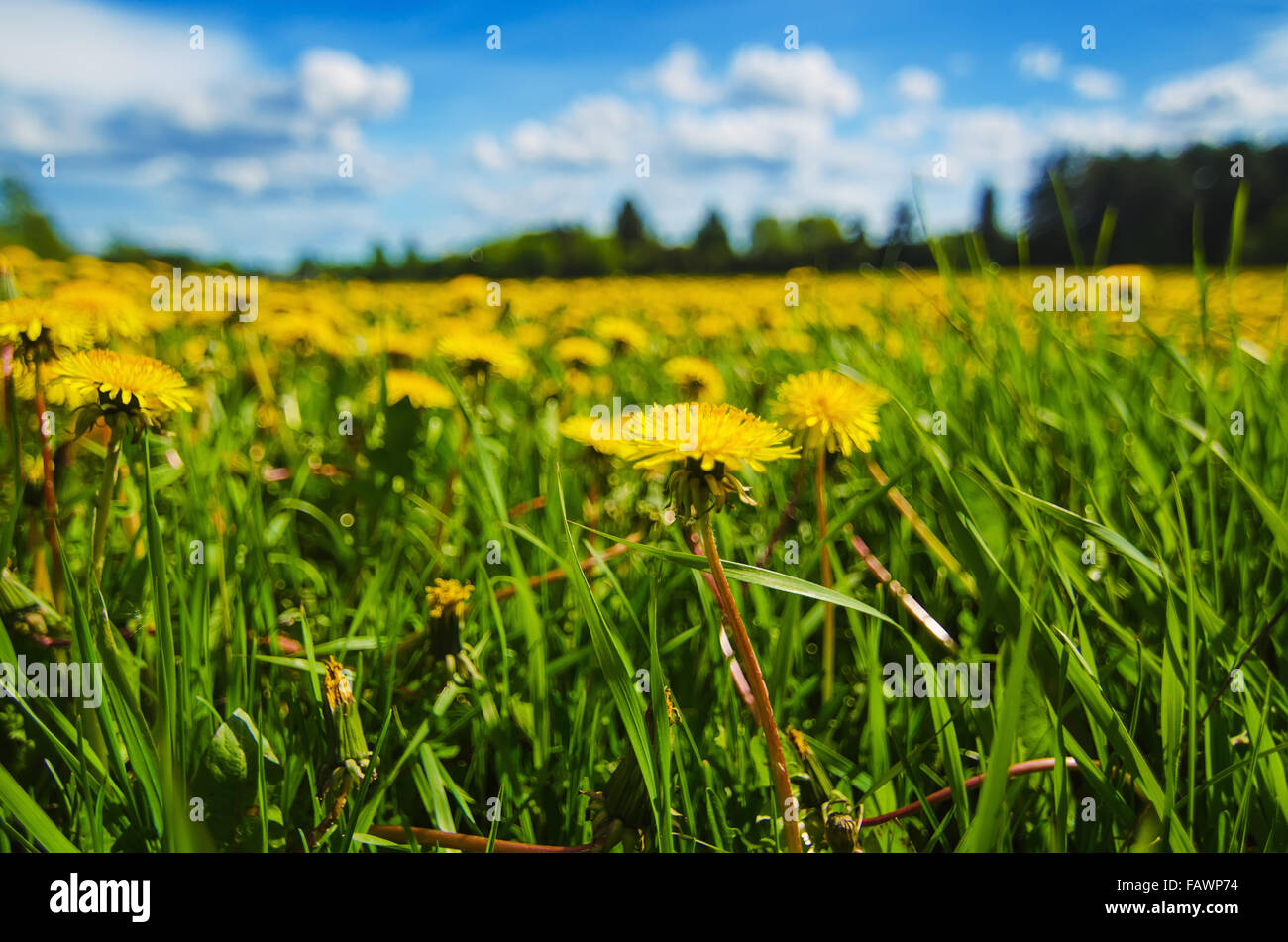 Dandelion flower meadow Stock Photo - Alamy