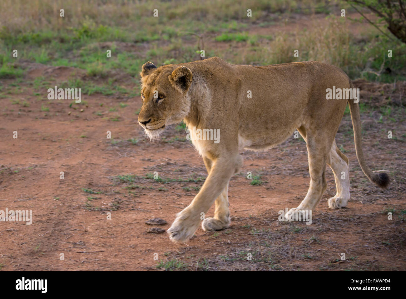 Lioness (Panthera leo), Sabi Sands Game Reserve, Sabi Sabi Bush Lodge, South Africa Stock Photo