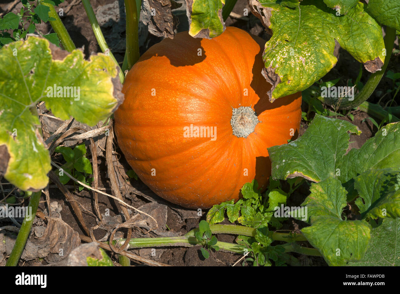 Hokkaido pumpkin, Red Hokkaido (Cucurbita maxima) growing, vegetable growing area in Höfles near Nuremberg, Middle Franconia Stock Photo