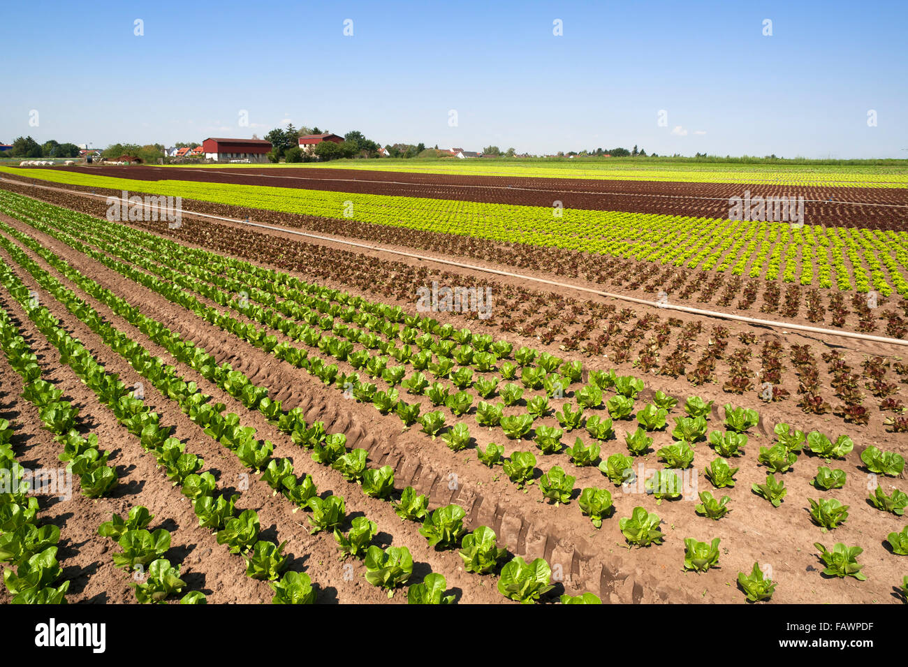 Salat, Anbau in 'garlic country', vegetable growing area in Höfles near Nuremberg, Middle Franconia, Bavaria, Germany Stock Photo