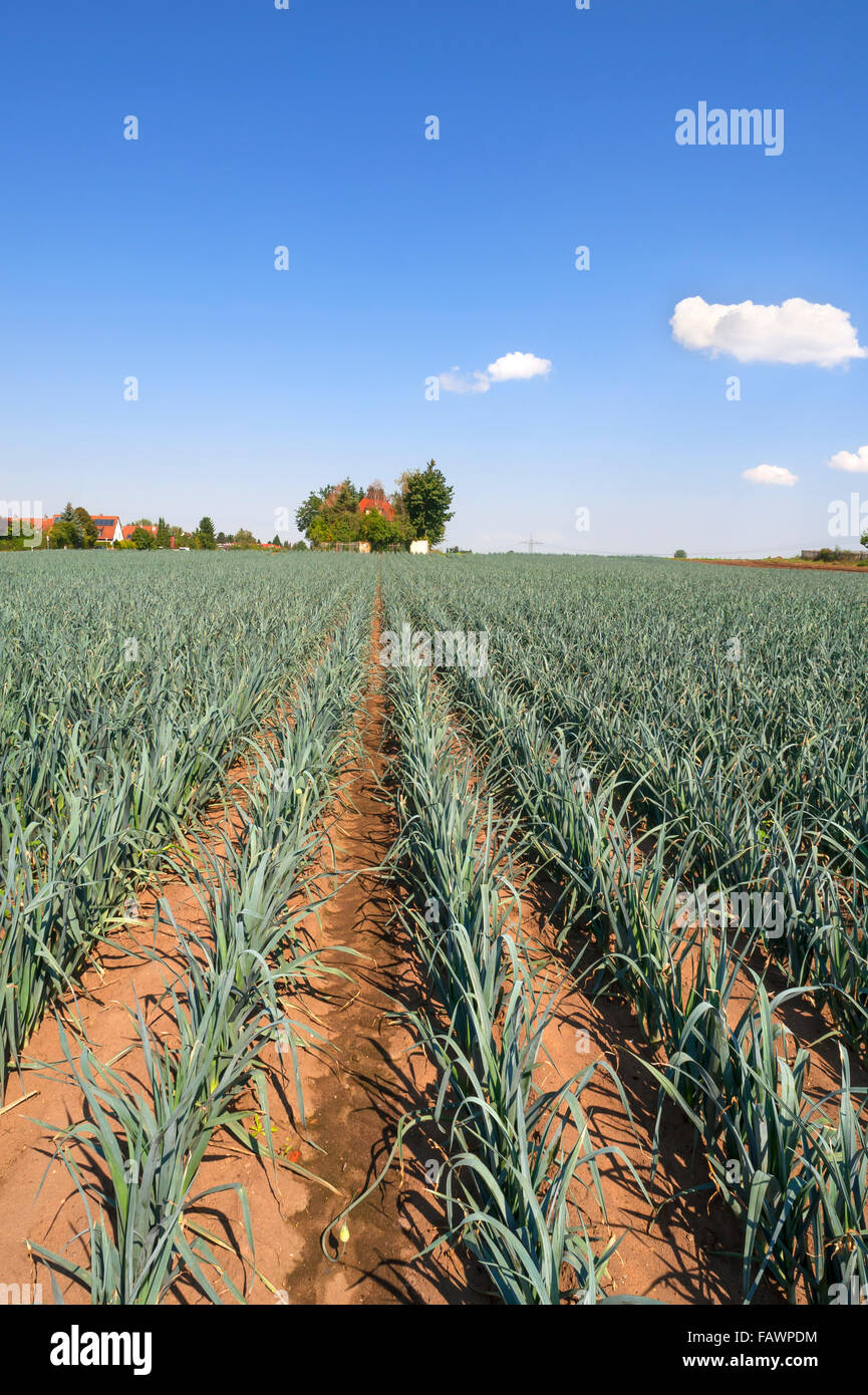Leek growing, vegetable growing area in Höfles near Nuremberg, Middle Franconia, Bavaria, Germany Stock Photo