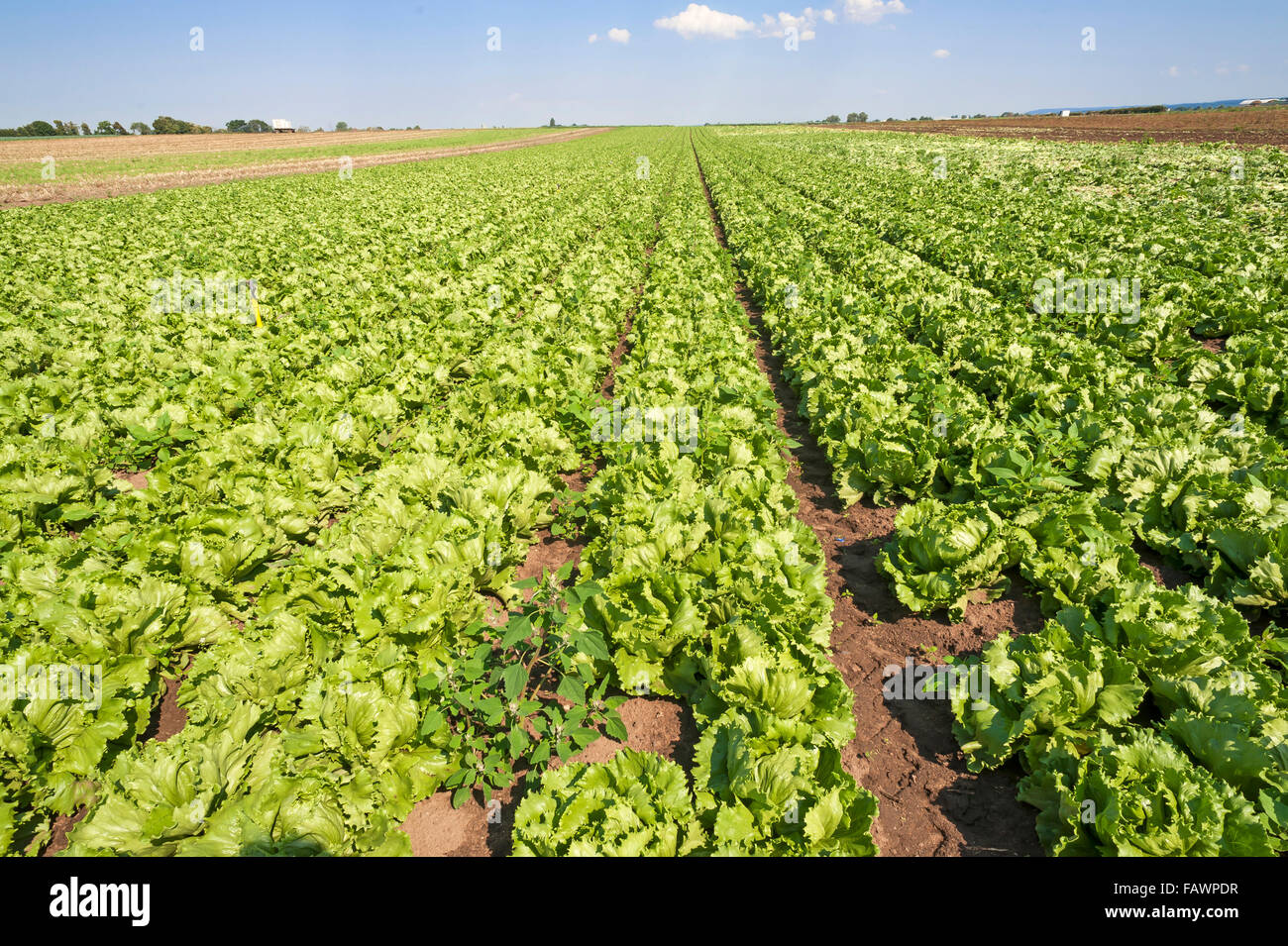 Salat, Anbau in 'garlic country', vegetable growing area in Höfles near Nuremberg, Middle Franconia, Bavaria, Germany Stock Photo