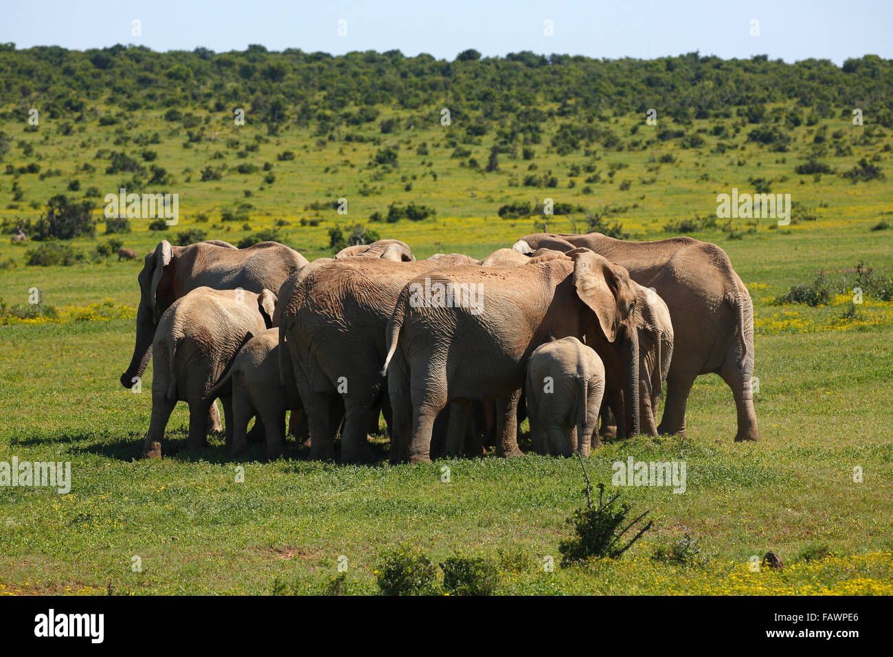 Herd african elephants protecting young hi-res stock photography and