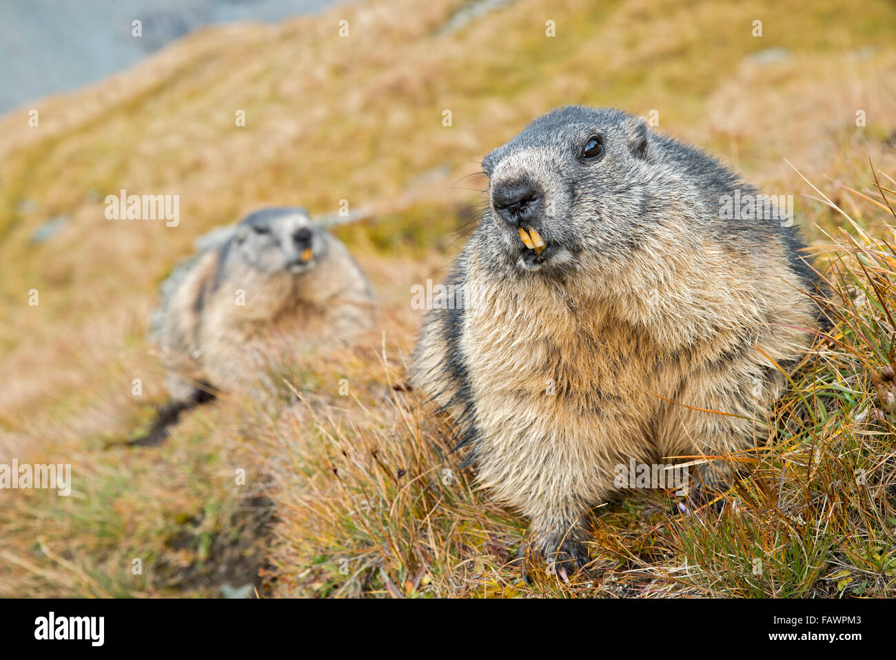 Alpine marmot (Marmota marmota), Kaiser-Franz-Josefs-Höhe, High Tauern National Park, Carinthia, Austria Stock Photo