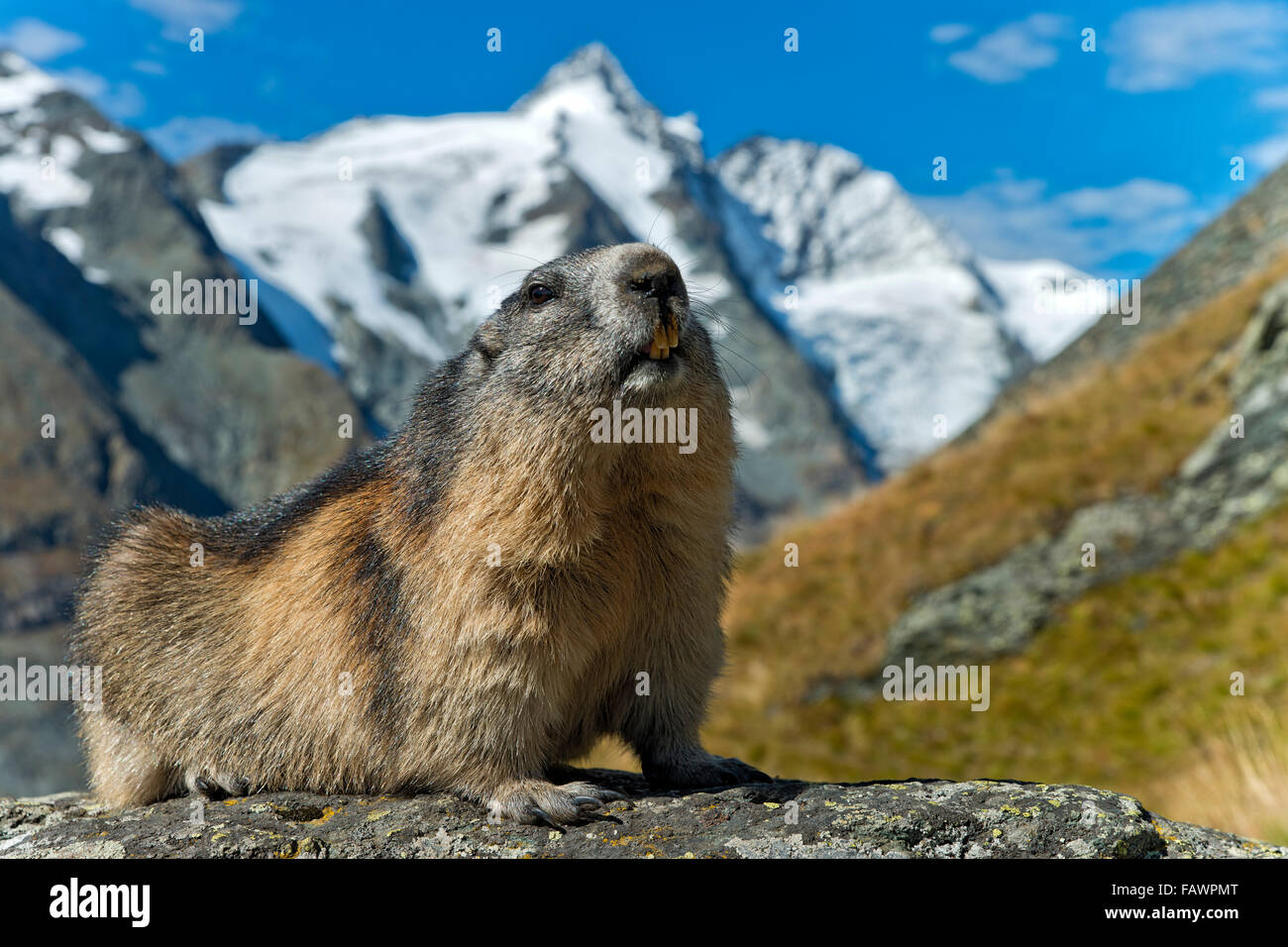 Alpine marmot (Marmota marmota), Grossglockner behind, Kaiser-Franz-Josefs-Höhe, High Tauern National Park, Carinthia, Austria Stock Photo