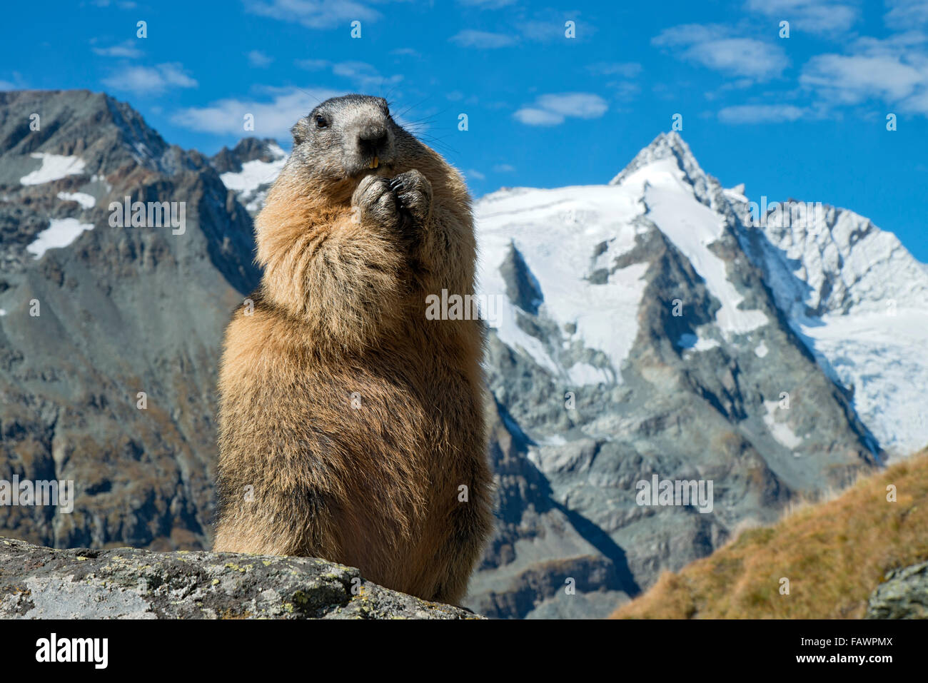 Alpine Marmot Marmota Marmota Grossglockner Behind Kaiser Franz Alpine Marmot Marmota Marmota Grossglockner Behind Kaiser Franz