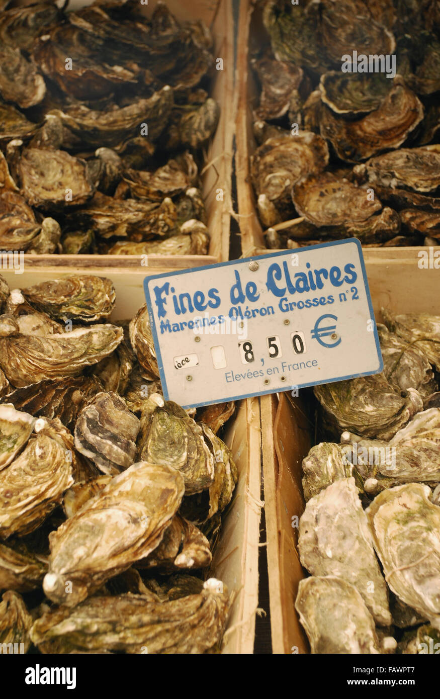 Fresh Oysters in Local Market, Le Touquet, France Stock Photo