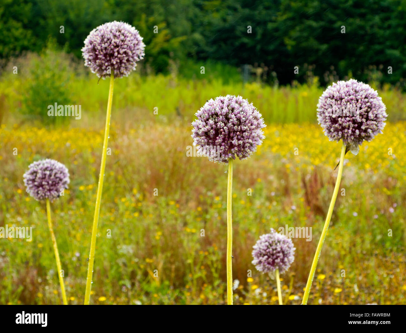 Flowers of Allium sativum commonly known as garlic a species in the onion genus Allium used for culinary and medicinal purposes Stock Photo