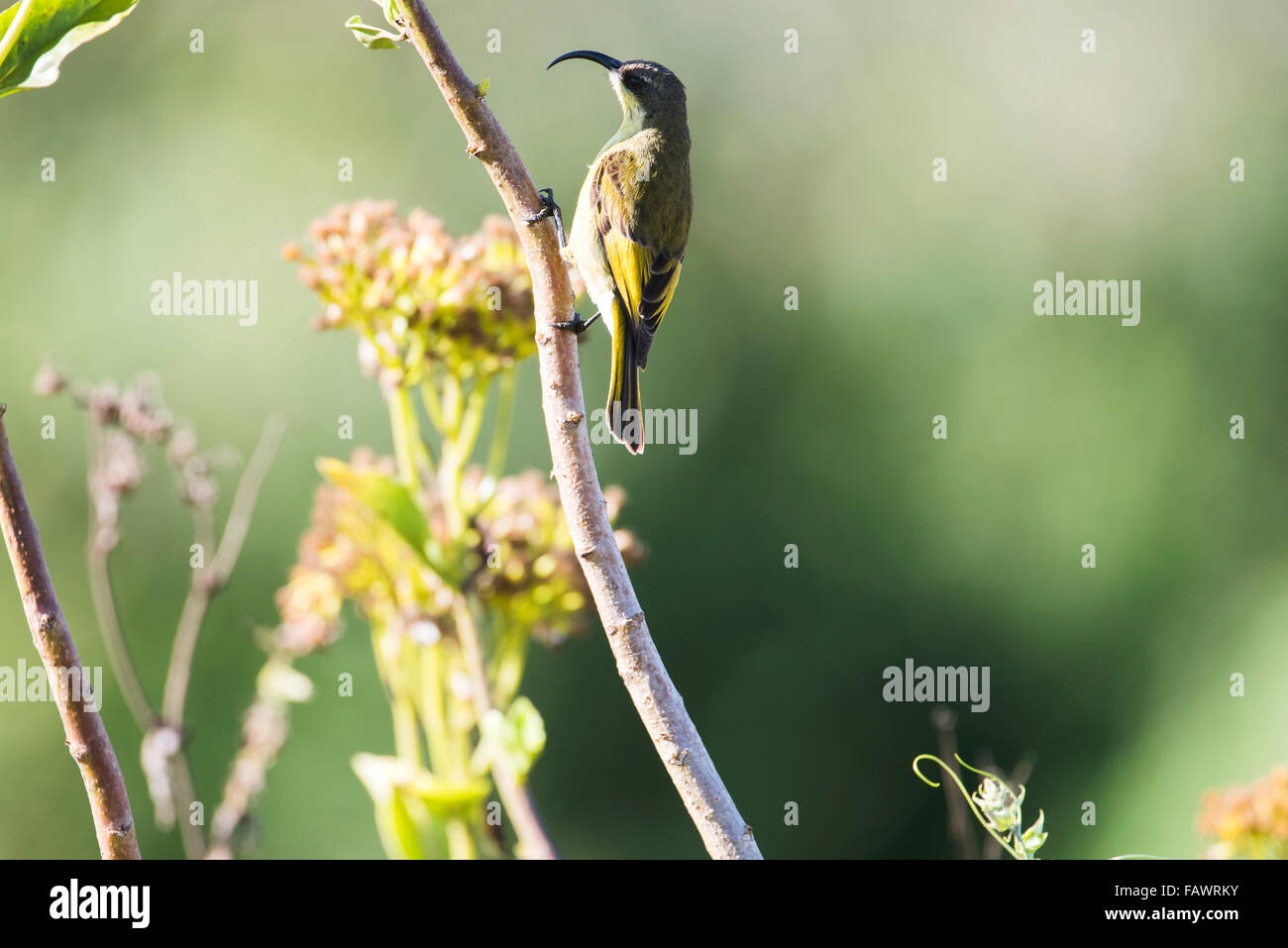 Golden-winged Sunbird (Nectarinia reichenowi), Ngorongoro Crater; Tanzania Stock Photo