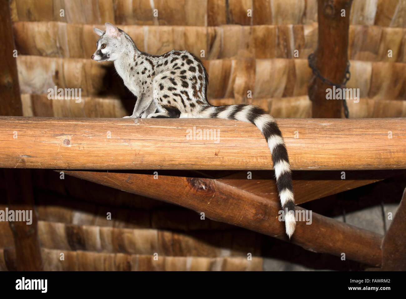 Common Genet (Genetta genetta) perched in rafters at Ndutu Safari Lodge ...