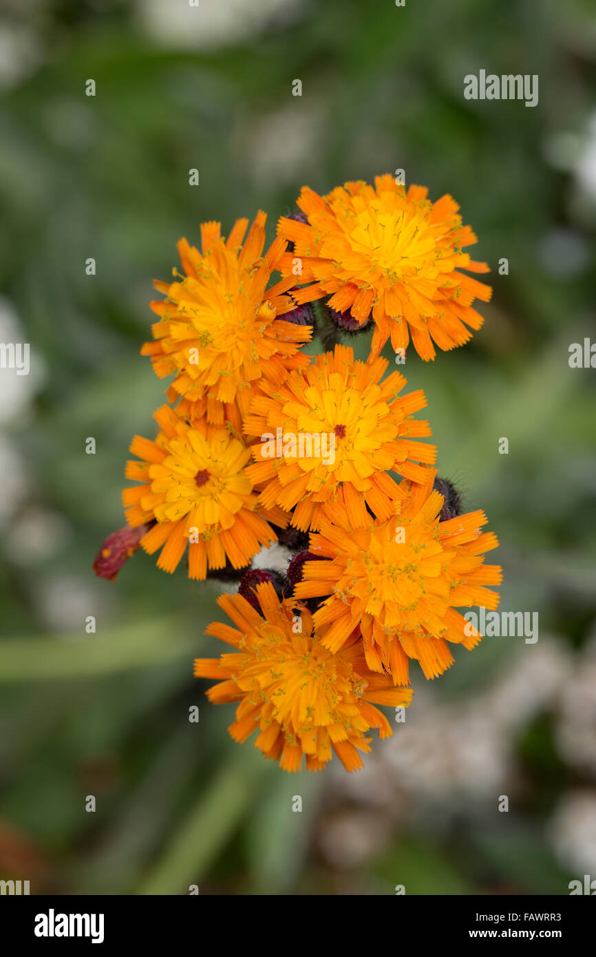 Fox and Cubs; Pilosella aurantiaca Flowers; Anglesey; UK Stock Photo