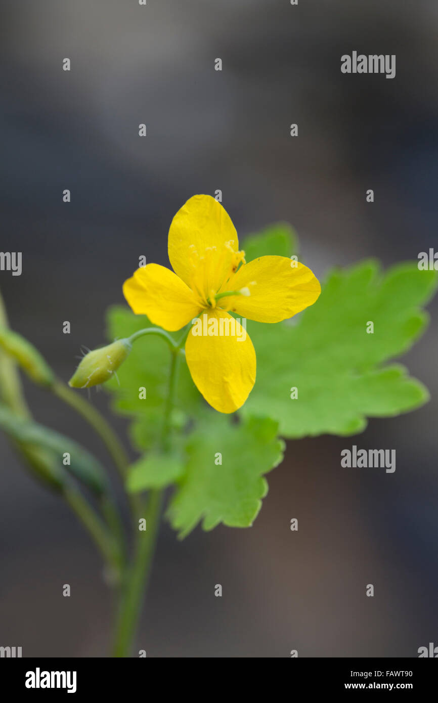 Greater Celandine; Chelidonium majus Flower; Isle of Man; UK Stock
