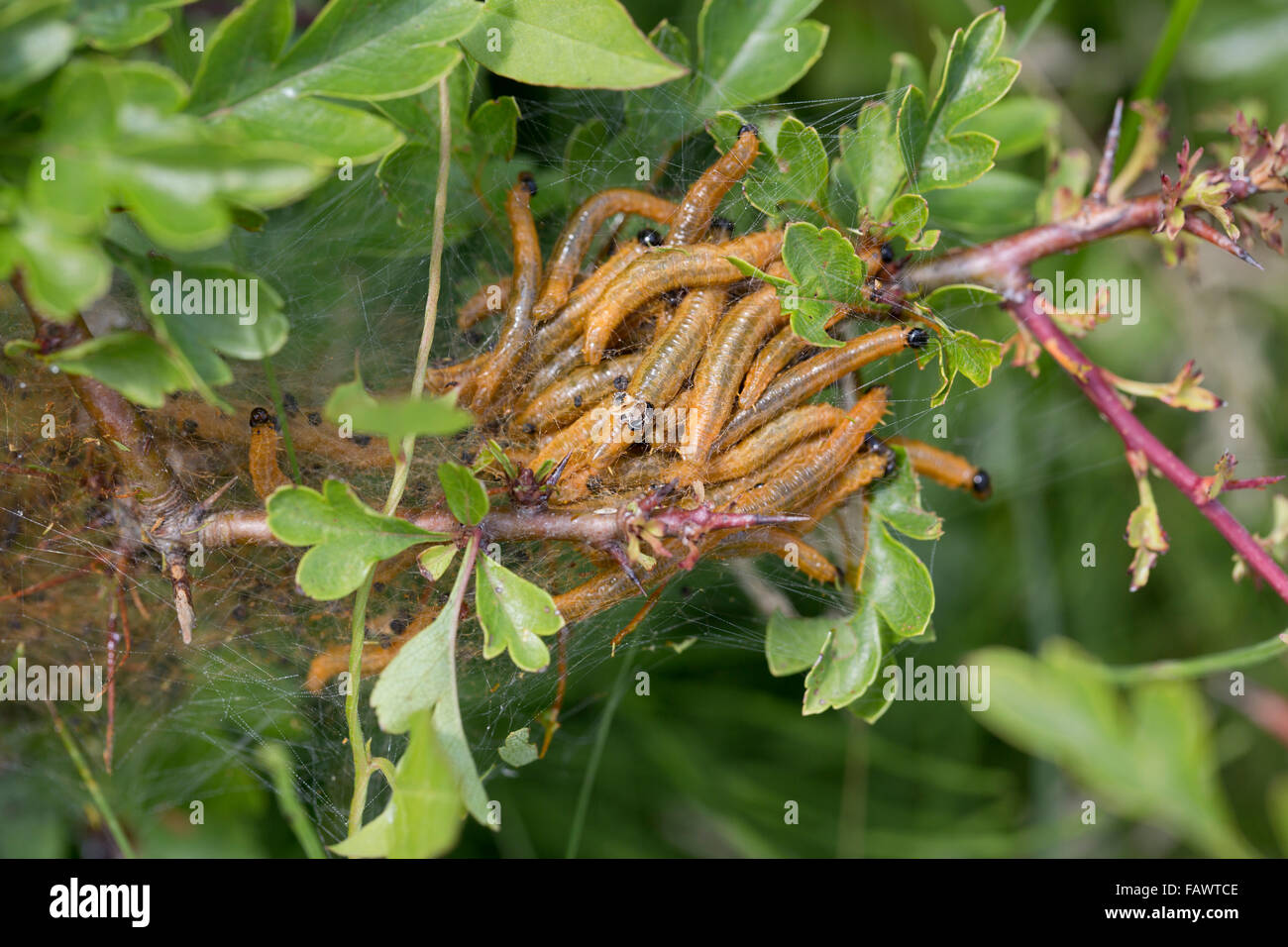 Hawthorn Moth Caterpillar; Scythropia crategella Group in Nest