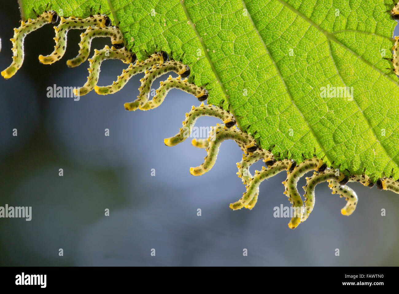 Hazel Sawfly Larvae; Croesus septentrionalis Group Feeding on Leaf; Cornwall; UK Stock Photo