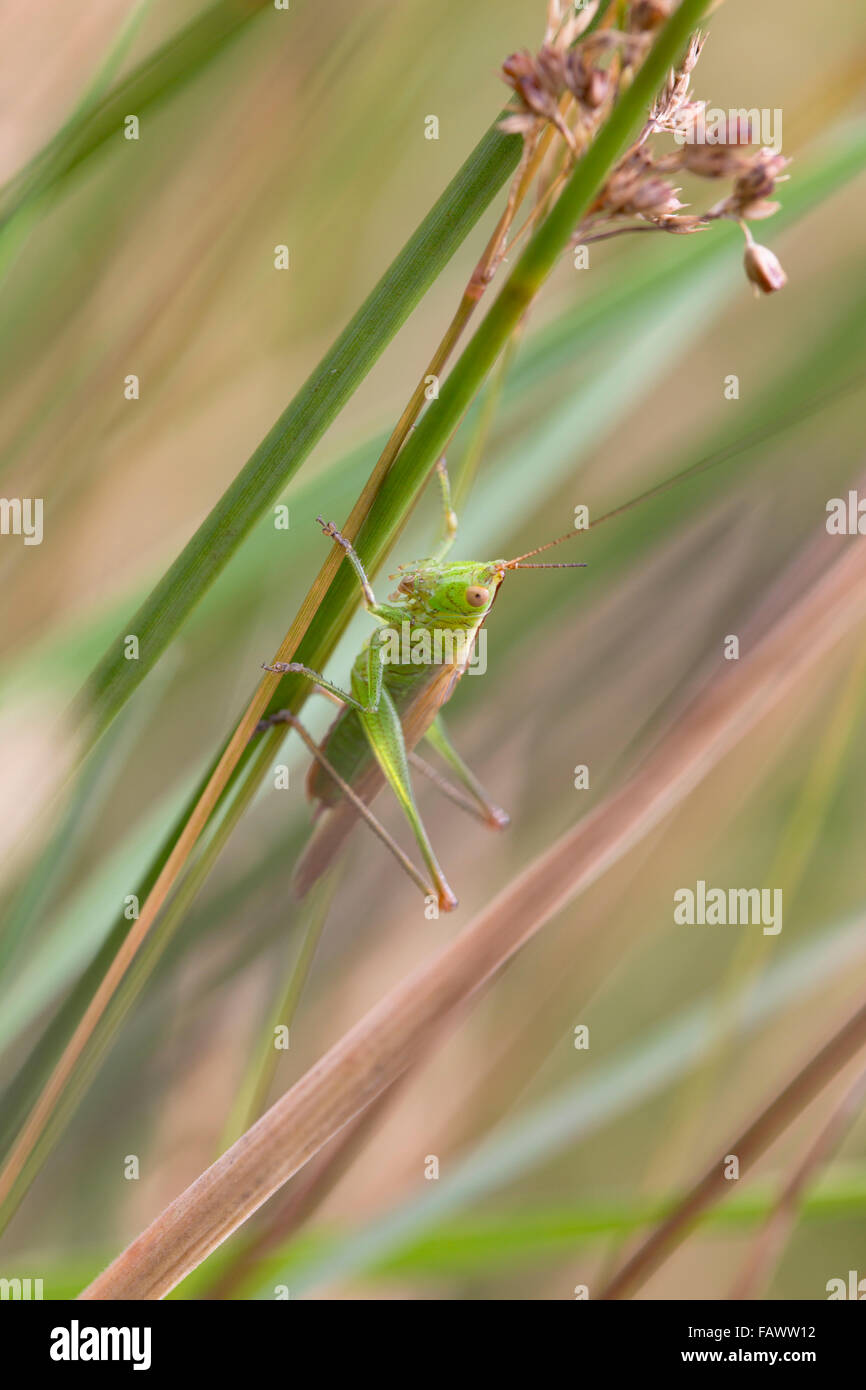 Long Winged Conehead; Conocephalus discolor; Male; Summer; Cornwall; UK Stock Photo