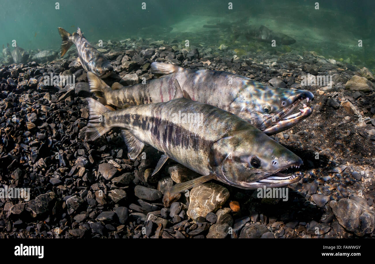 Chum Salmon (Oncorhynchus keta) spawning pair underwater view in