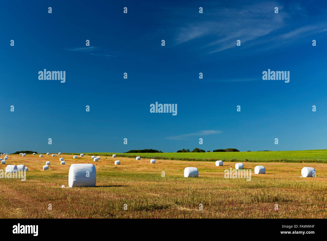 Large round hay bales covered in white plastic in a cut field with blue ...