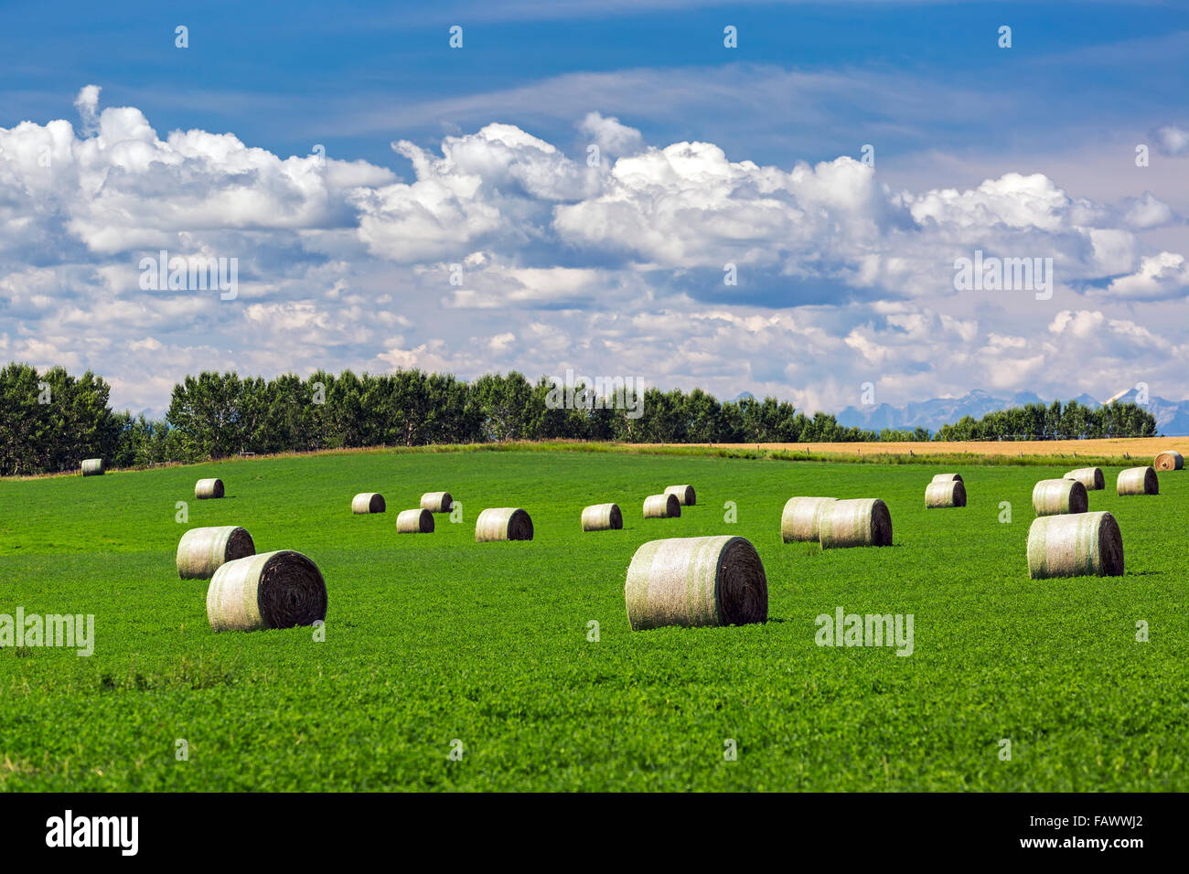 Large round hay bales in an alfalfa field with clouds and blue sky
