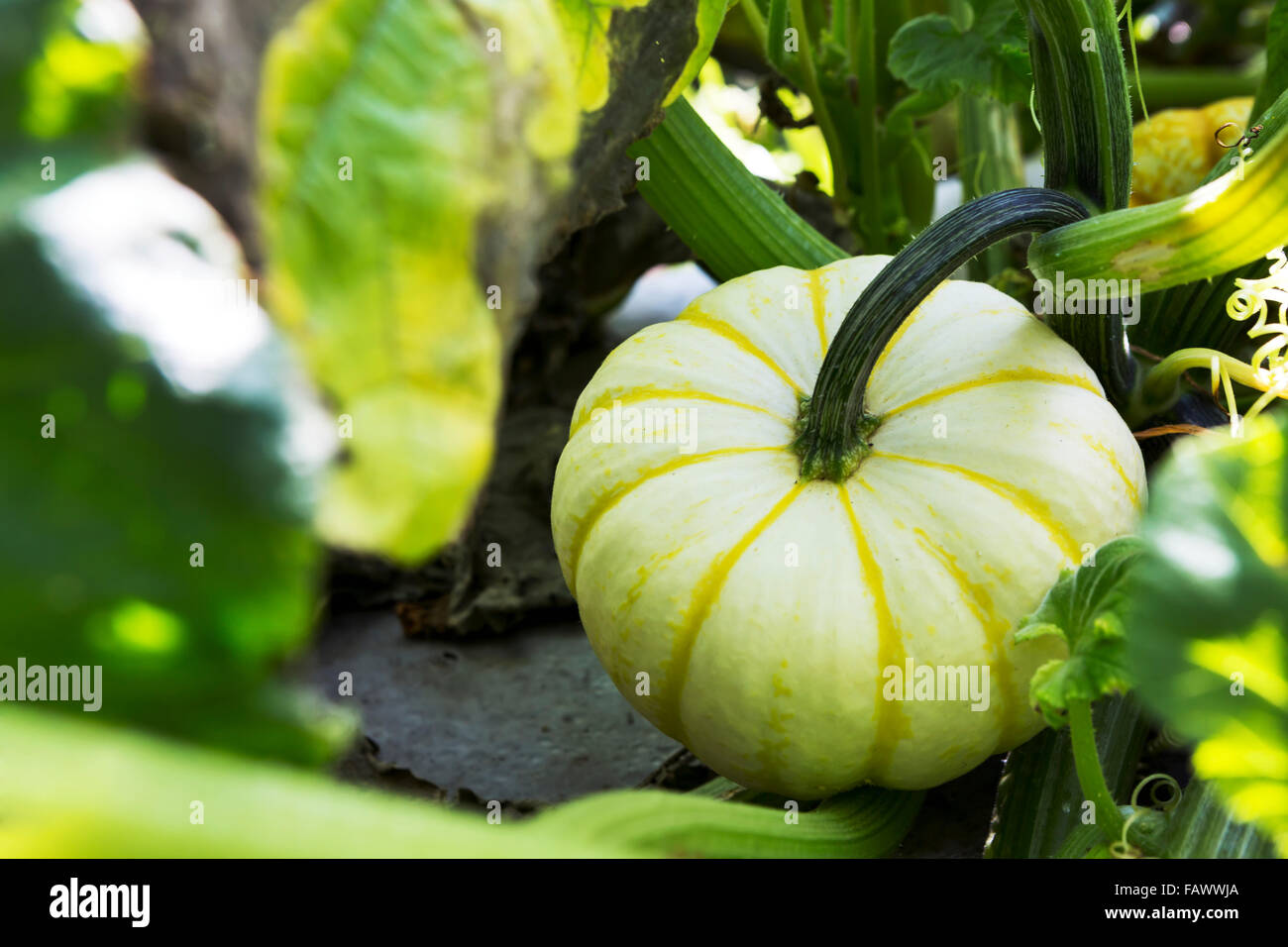 Close up of round green squash on the vine; Innisfail, Alberta, Canada