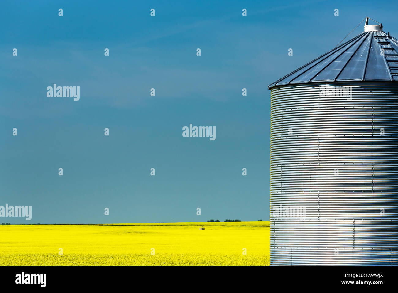Large metal grain bin with flowering canola field and blue sky in the