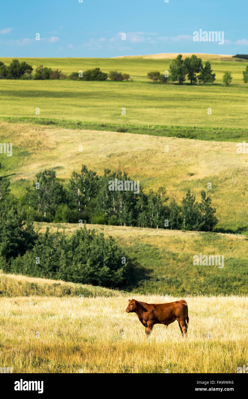 Single cow in field with rolling hills in the background and blue sky
