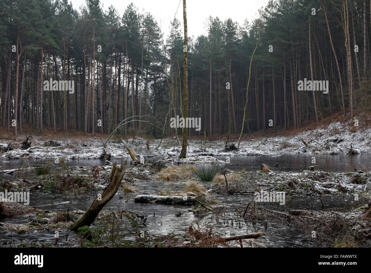 Mere at Delamere Forest, Cheshire, United Kingdom Stock Photo Alamy