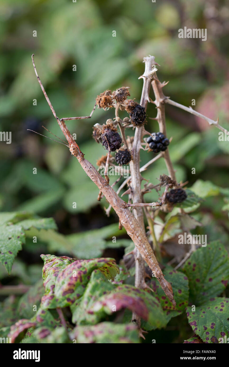 Prickly Stick Insect; Extatosoma tiaratum Single on Bramble; Isles of Scilly; UK Stock Photo