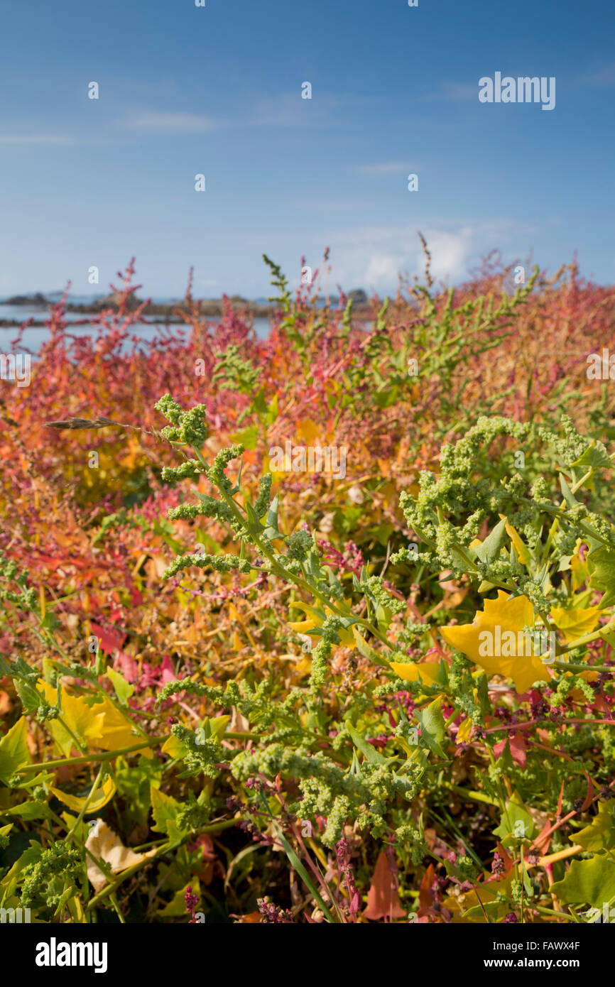 Goosefoot hi-res stock photography and images - Alamy