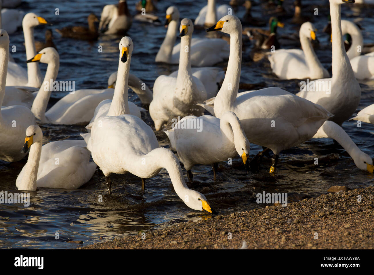 Whooper Swans; Cygnus cygnus; Martin Mere; Lancashire; UK Stock Photo