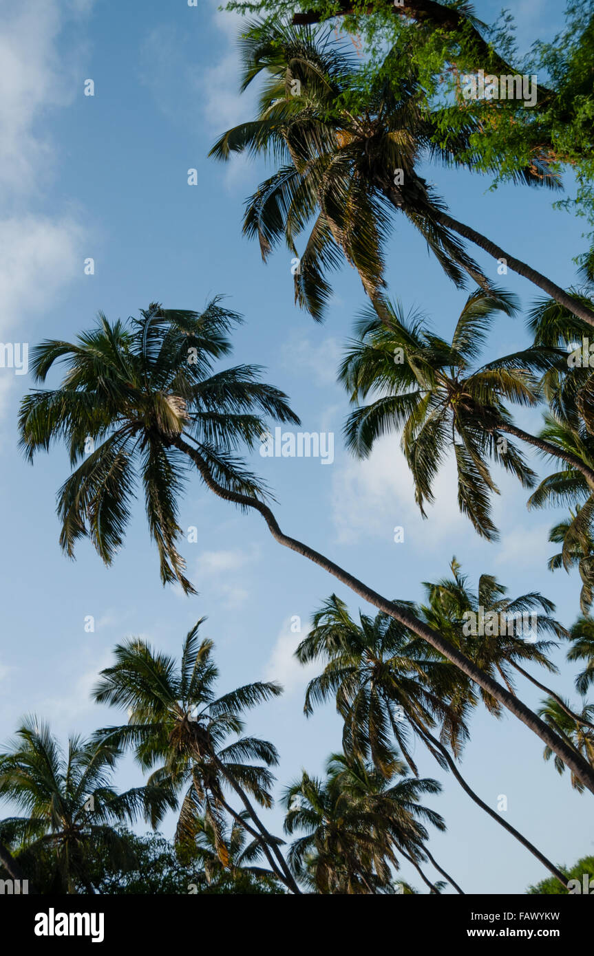 Green coconut palm trees under blue sky with clouds Stock Photo