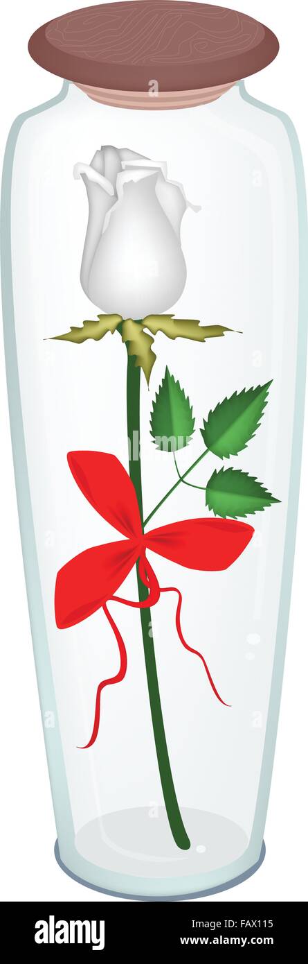 Beautiful White Rose with Red Ribbon and Bow in A Tall Glass Jar, Flower Is A Perfect Romantic Gift or Present for Someone Speci Stock Vector