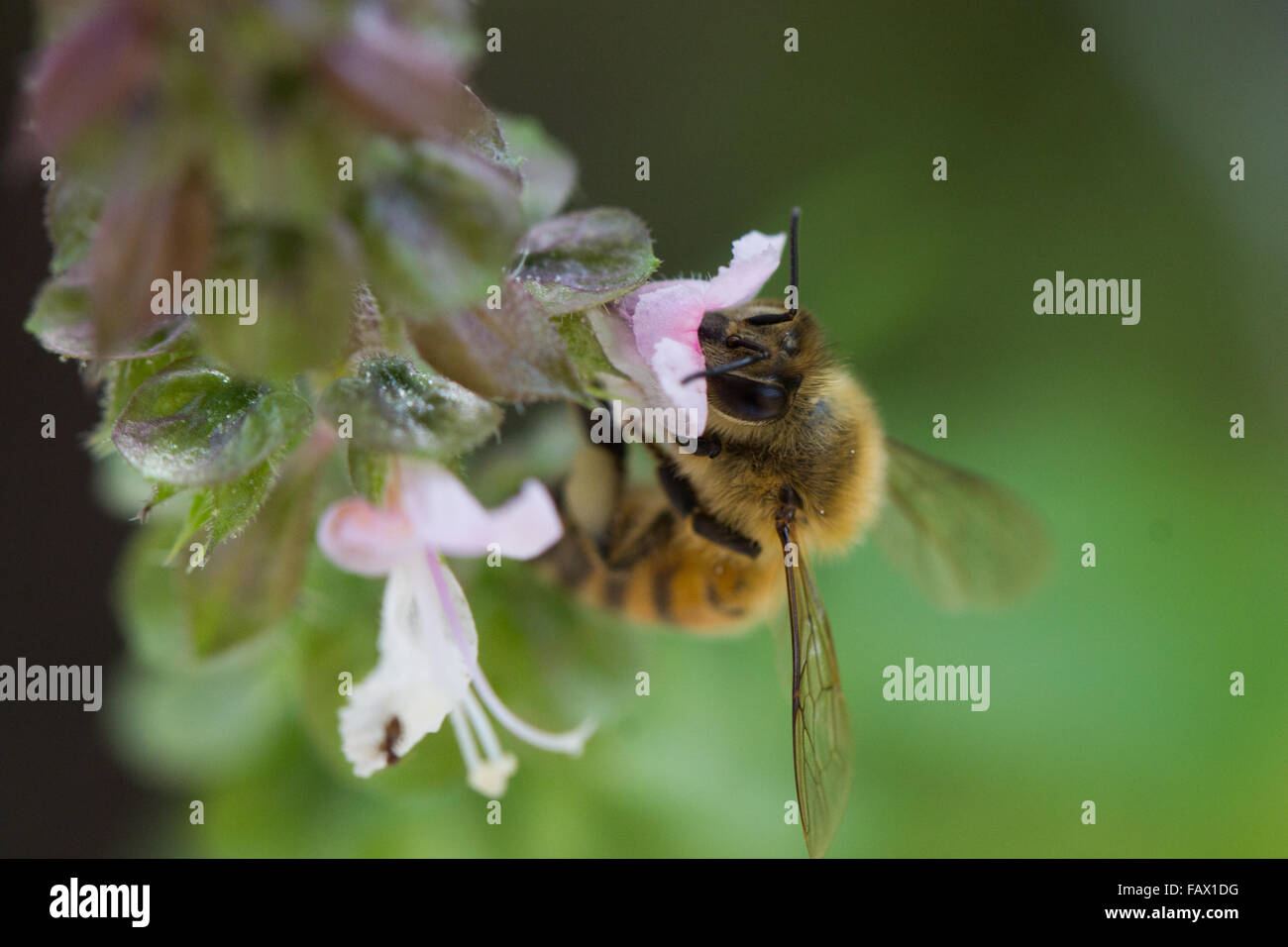 A bee, on its daily commute from flower to flower Stock Photo