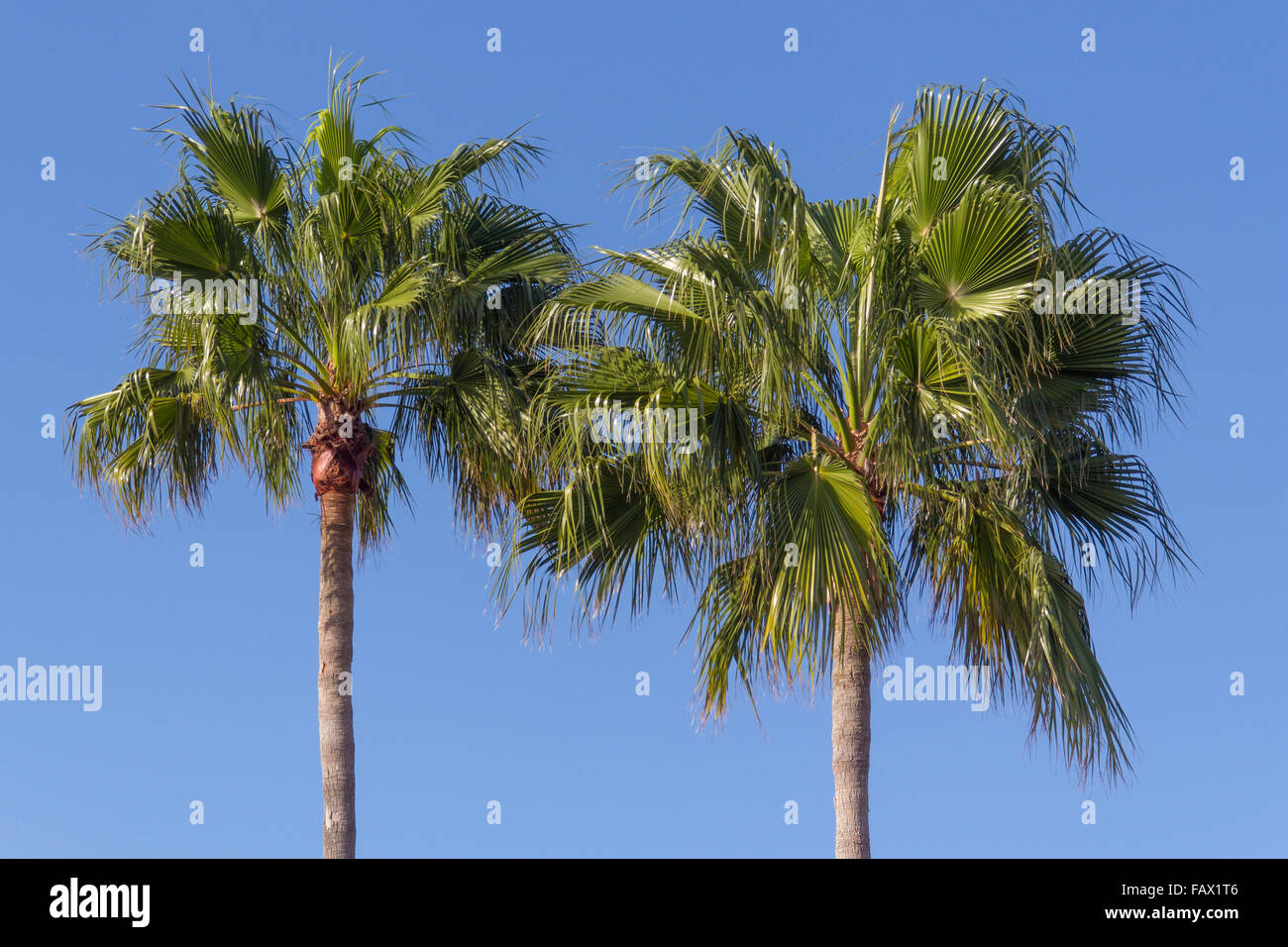 two coconut palmtrees over blue sky family of Arecaceae Stock Photo
