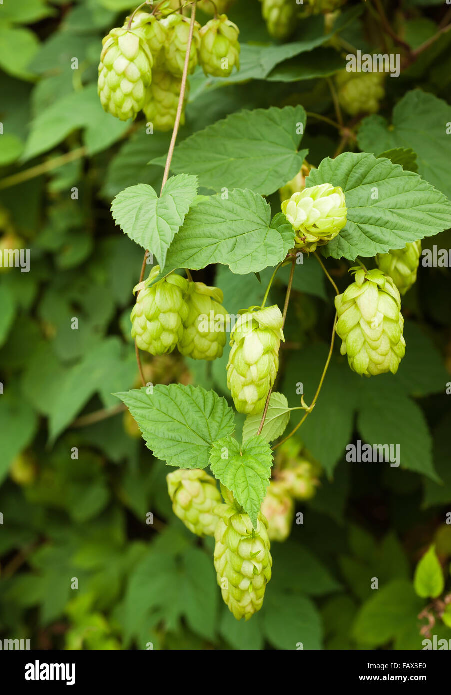Natural background with leaves and hop Stock Photo