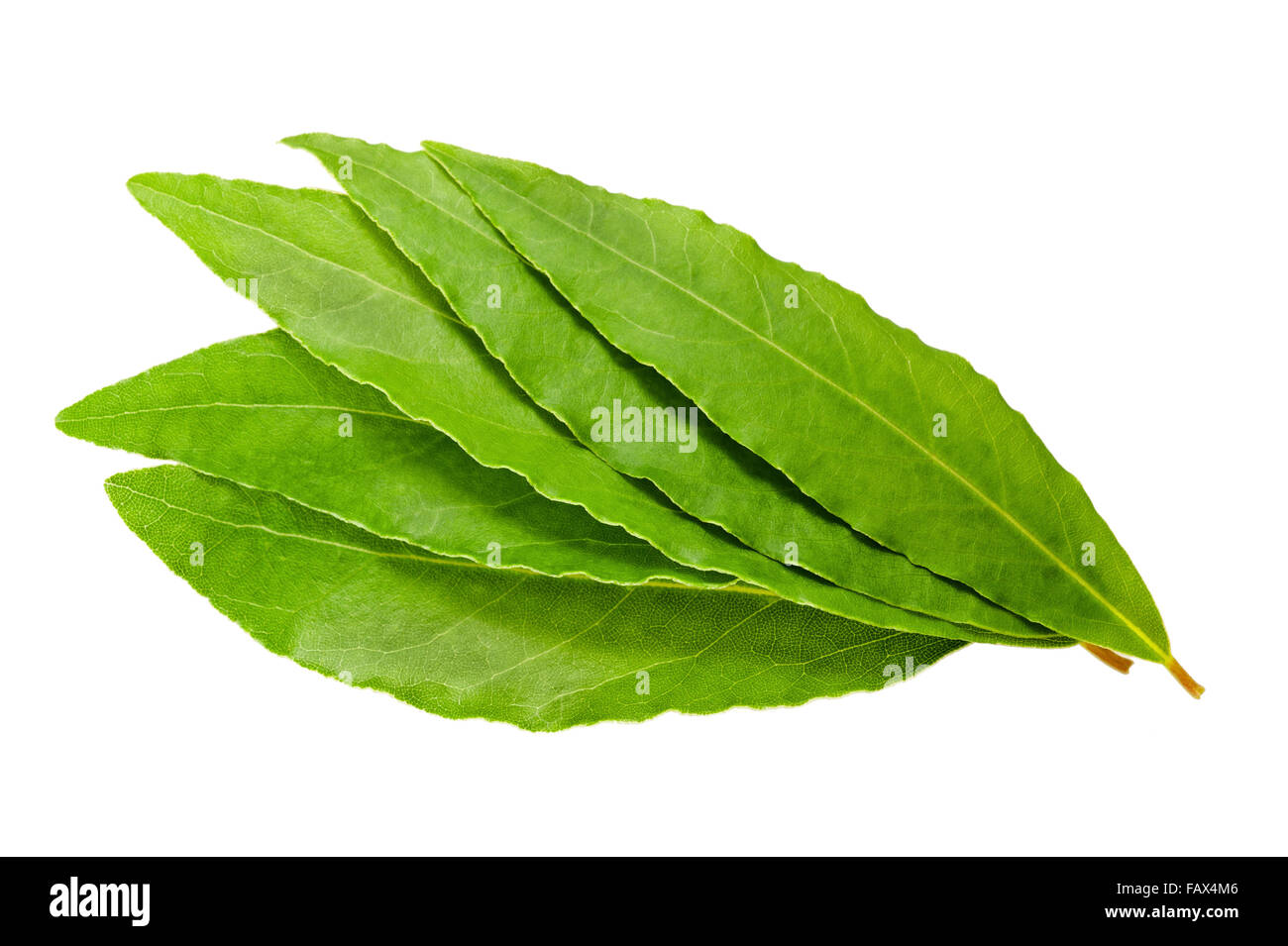 Laurel leaves on white background Stock Photo Alamy