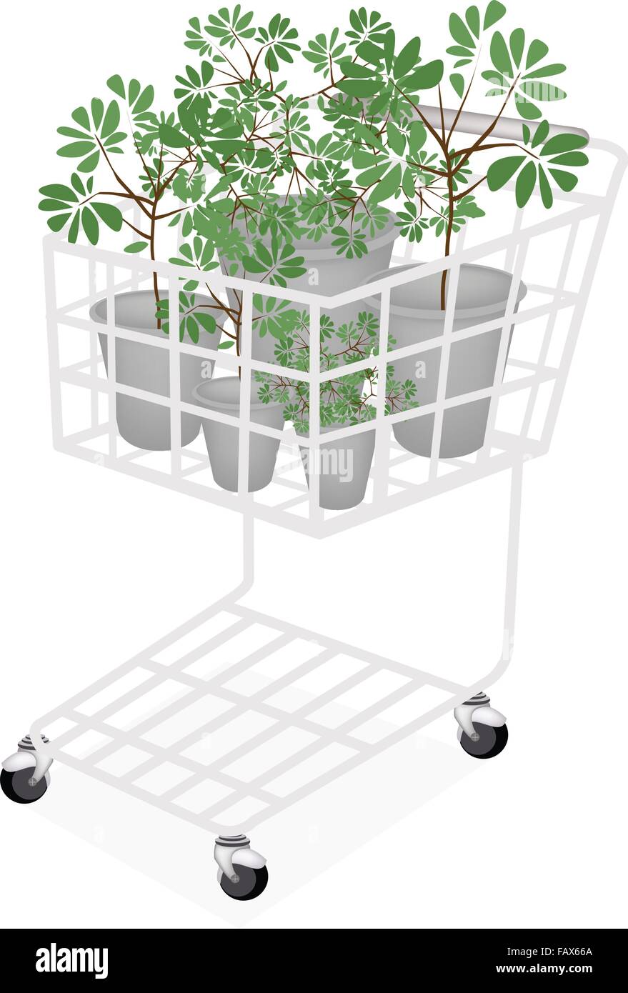 Tree and Plant, A Shopping Cart Full with Terminalia Ivorensis Trees in Flowerpot for Garden Decoration. Stock Vector