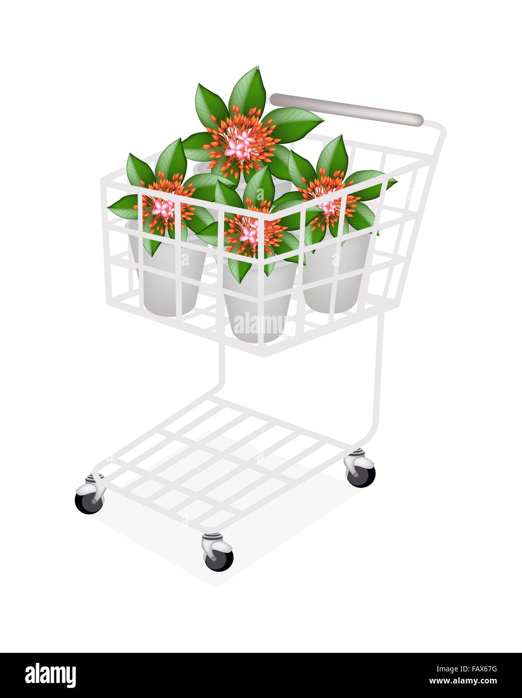 Beautiful Flower, A Shopping Cart Full with Red Ixora Flowers on Green Leaves in A Flowerpot for Garden Decoration Stock Photo