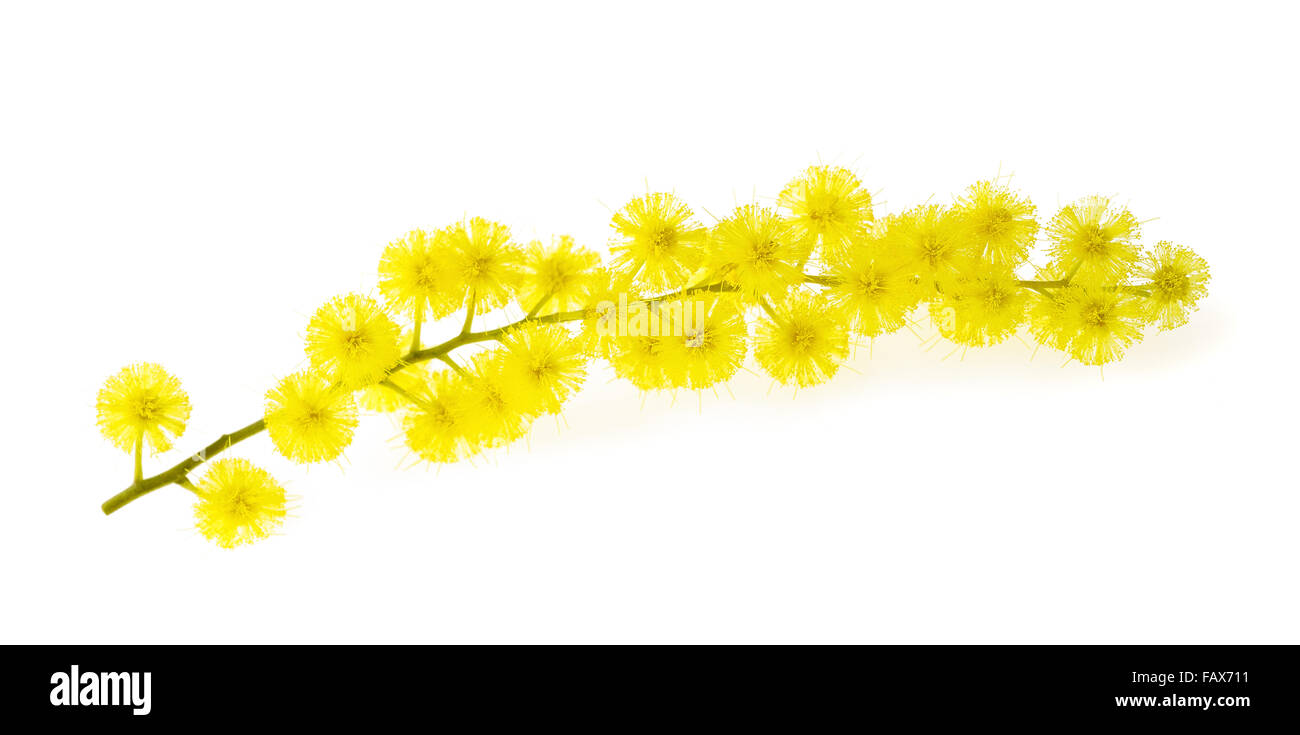 Mimosa (silver wattle) branch isolated on white background. Stock Photo