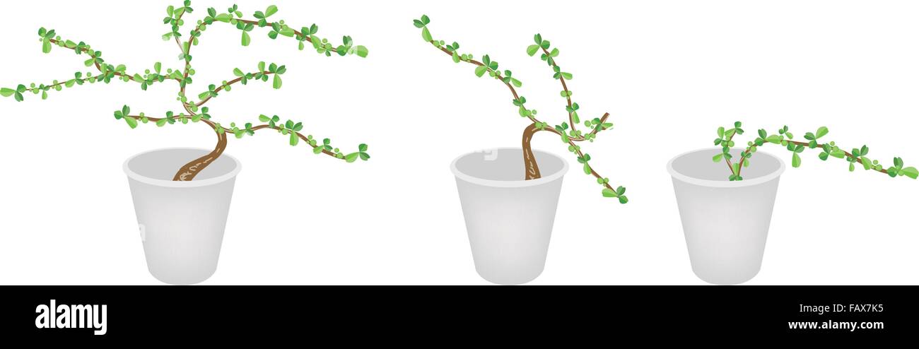 Bonsai Tree, An Illustration Collection Carmona Retusa (Vahl) Masam Plant in Three Flowerpots for Garden Decoration. Stock Vector
