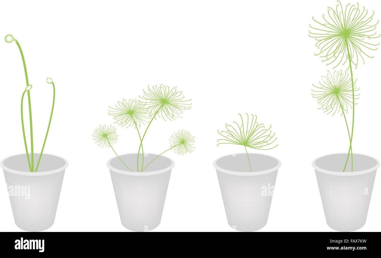 Ecological Concept, An Illustration Collection of Cyperus Papyrus or Cyperaceae Plant in Flowerpot Isolated on White Background Stock Vector