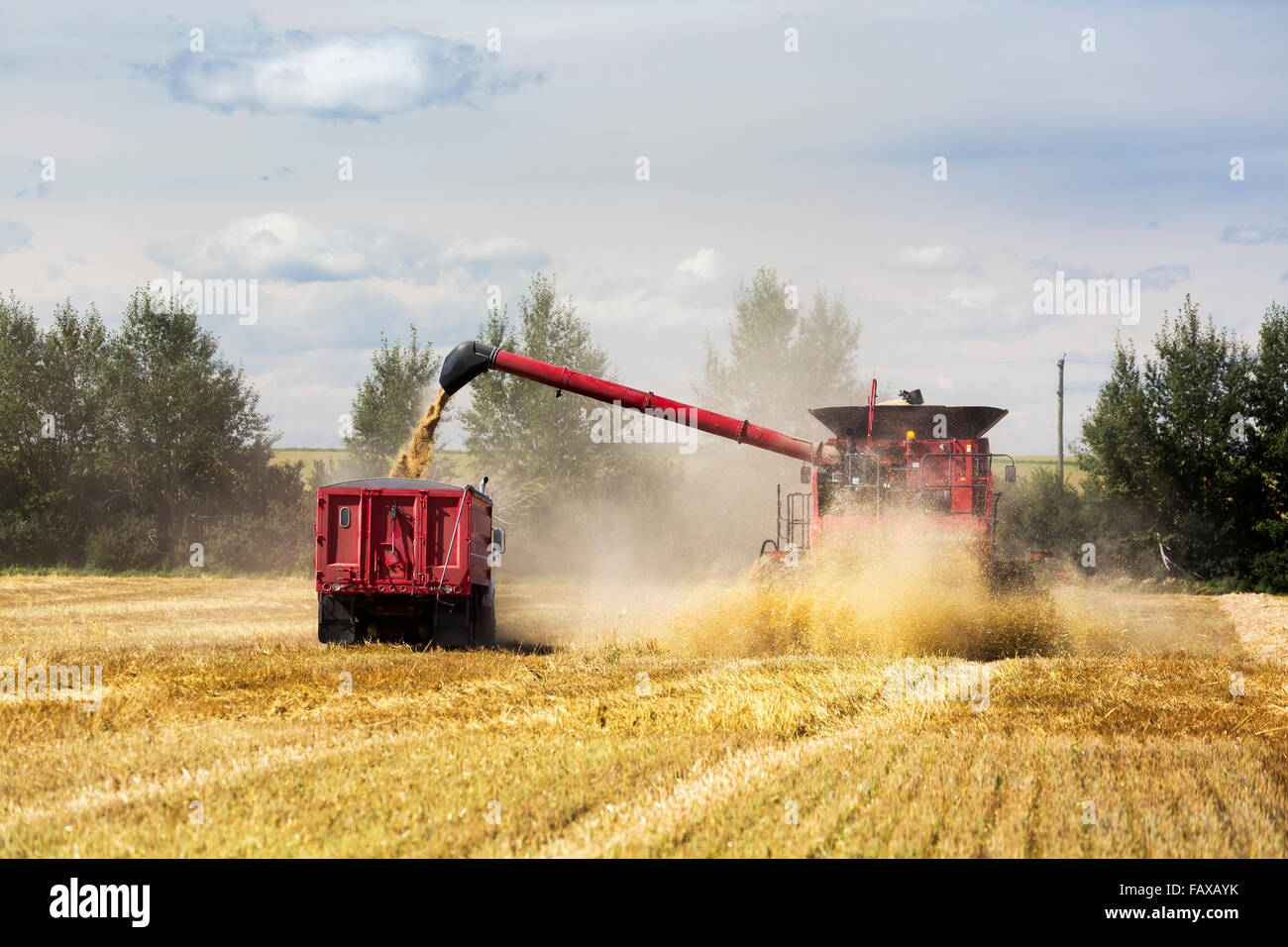 Combine loading barley into a truck while harvesting; Acme, Alberta