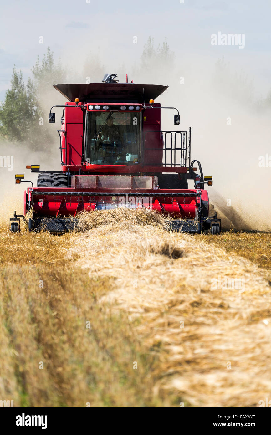 Combine harvesting a row of barley, dust in the air; Acme, Alberta