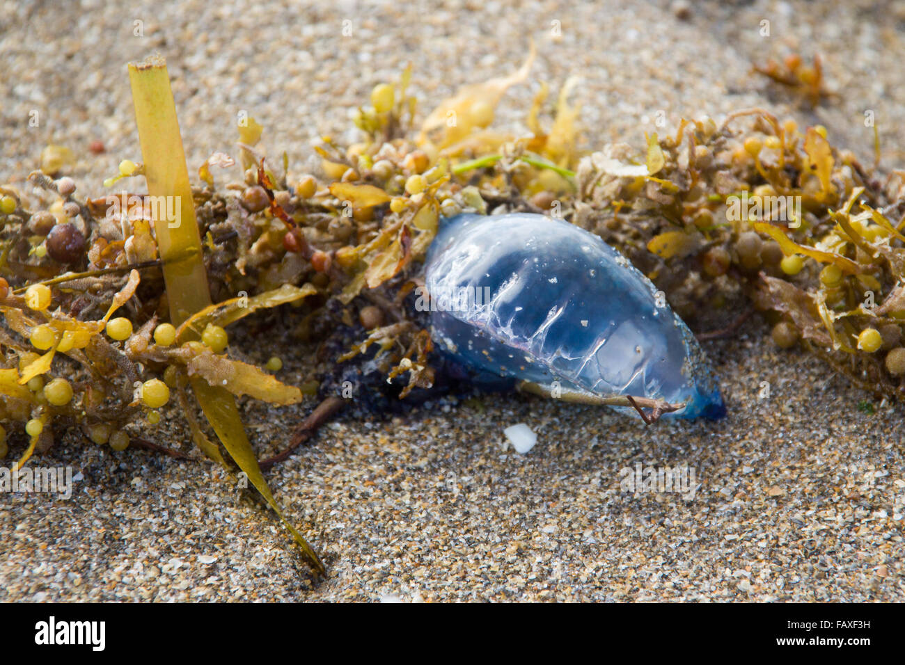 Portuguese man o' war hi-res stock photography and images - Alamy