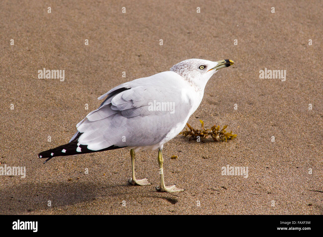villain seagull on the sand closeup Stock Photo